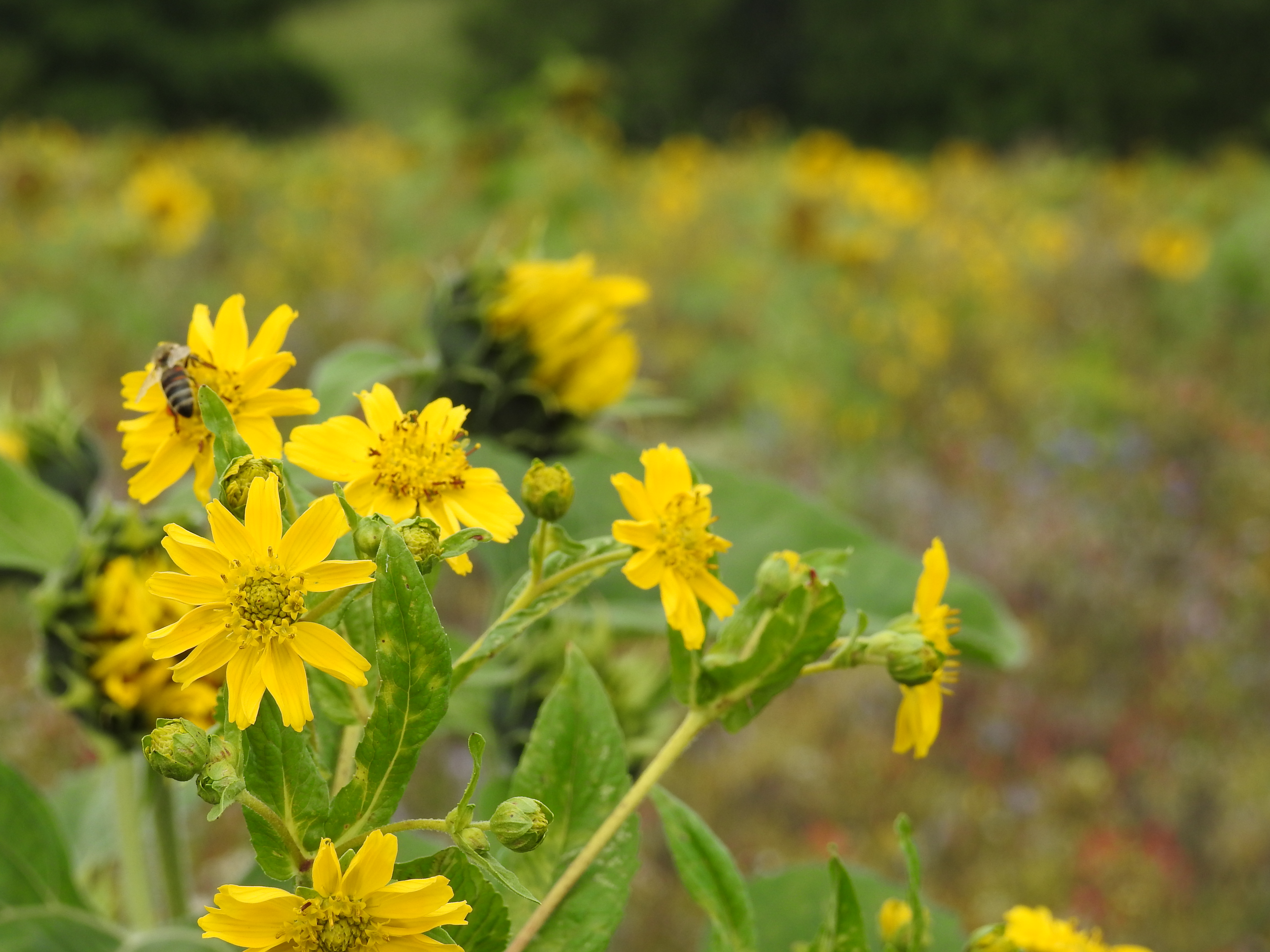 Themenfoto Gras mit gelben Wiesenblumen (Foto: Hirsch und Wölfl)