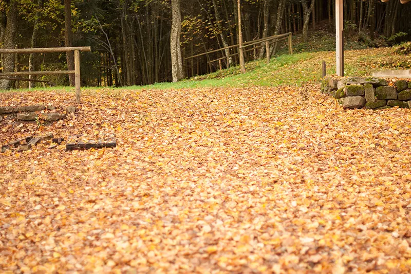 Herbstlaub als Themenfoto Grüngutabladeplatz (Foto: Hirsch und Wölfl)
