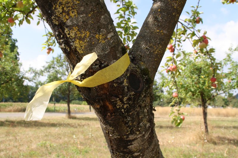GElbe Bänder an den Streuobstbäumen der Gemeinde zeigen Obstliebhabern an, wo geerntet werden darf. (Foto: Gemeinde Offenau)