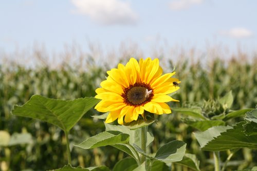 Sonnenblume im Feld (Foto: Gemeinde Offenau/Archi