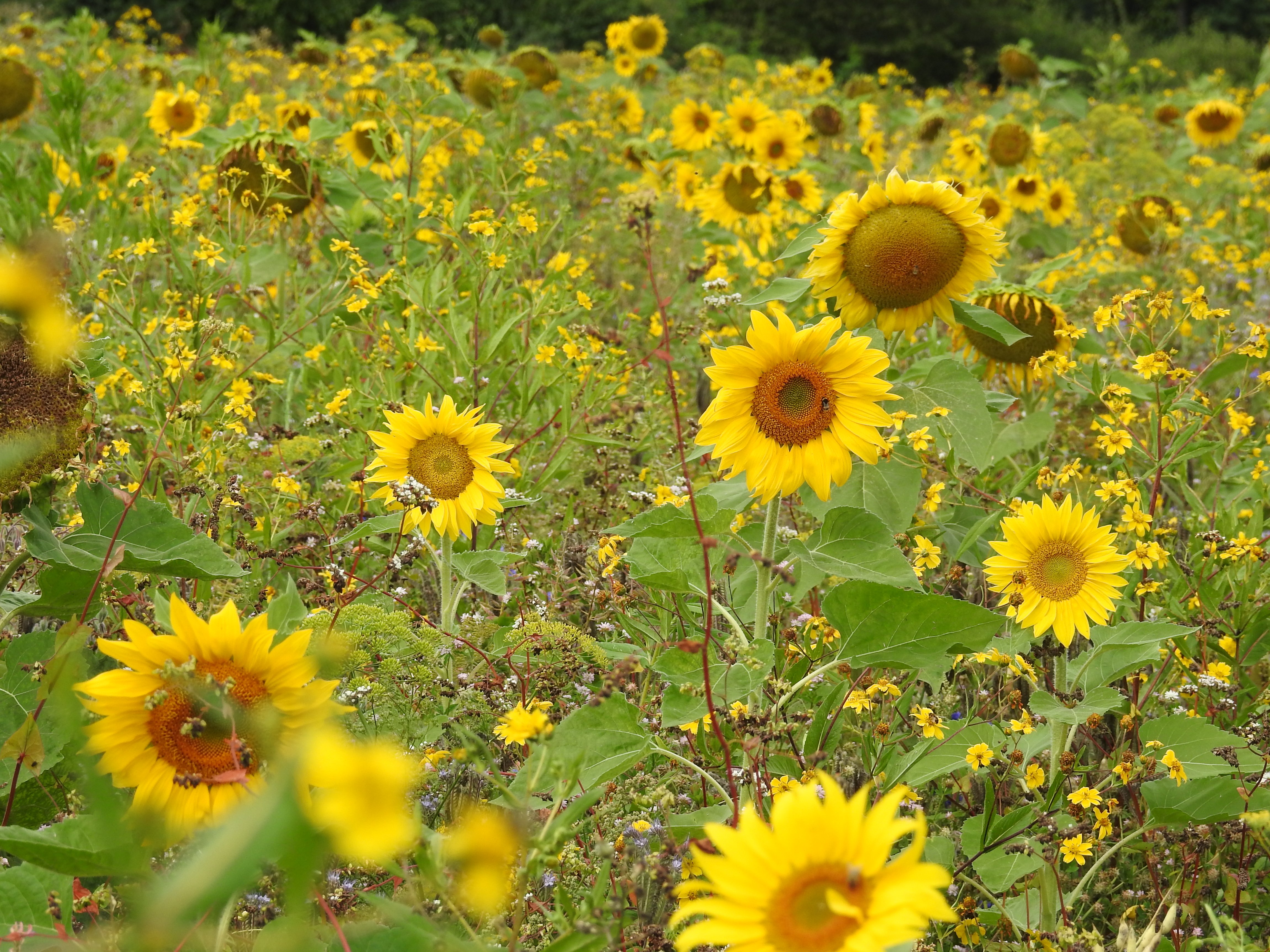 Sonnenblumen (Foto: Hirsch und Wölfl)